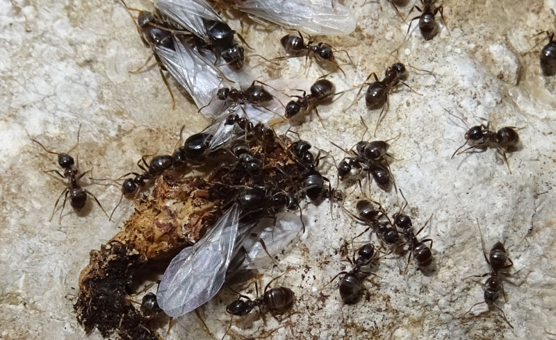 Formiche: Lasius fuliginosus